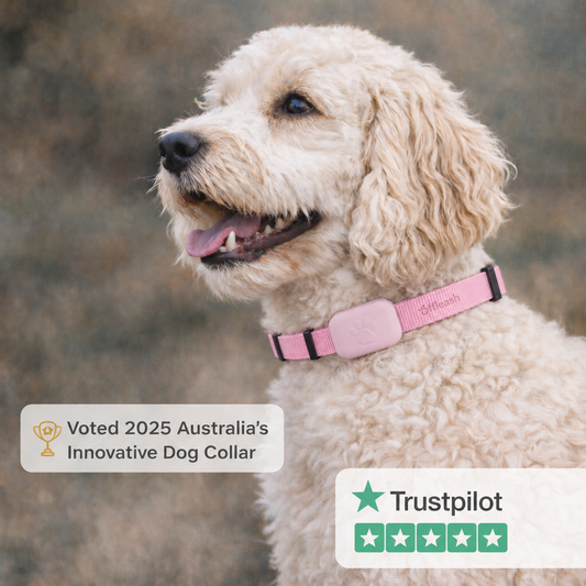 OffLeash GPS™